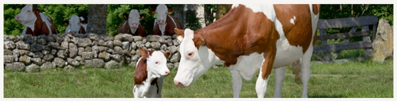 Vache